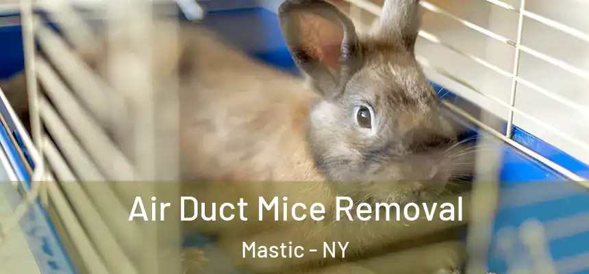  Air Duct Mice Removal Mastic - NY